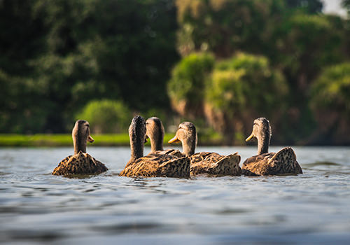 Photo of ducks floating in the middle of a lake